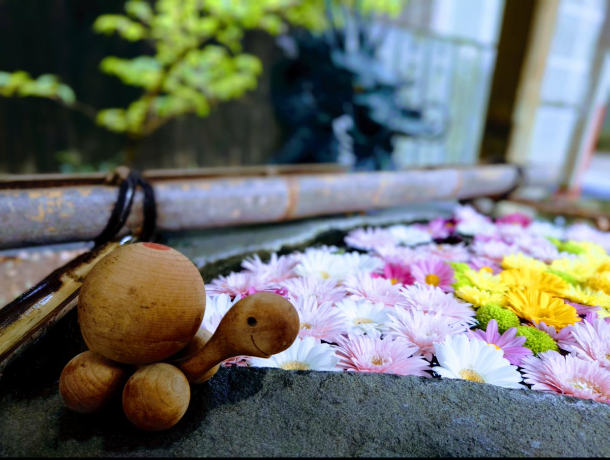 aoi_mementomori's tweet image. 今日は2ヶ所目
日和佐八幡神社へ行きました！
花手水🌼では海亀さんが
お出迎えしてくれました😁
こちらもビタミンカラーで綺麗でした！
海亀さんはめっちゃ可愛くて
癒やされた🤎
近くには海があって
波の音が凄かった😅ww
#日和佐八幡神社💜
#とくしま花手水めぐり🌼
#花手水2024
