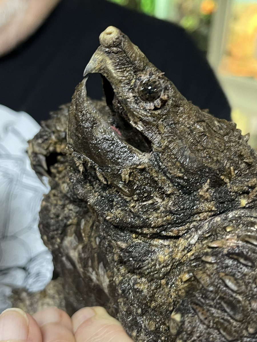 1/6 ‘Fluffy’ the Alligator snapping #turtle, featured in the news recently, has been transported to the team at the National Centre for Reptile Welfare. We’ve been able to check him over and think he’s a juvenile male. #terrapin @DICE_Kent #herpetology #reptile #citizenscience