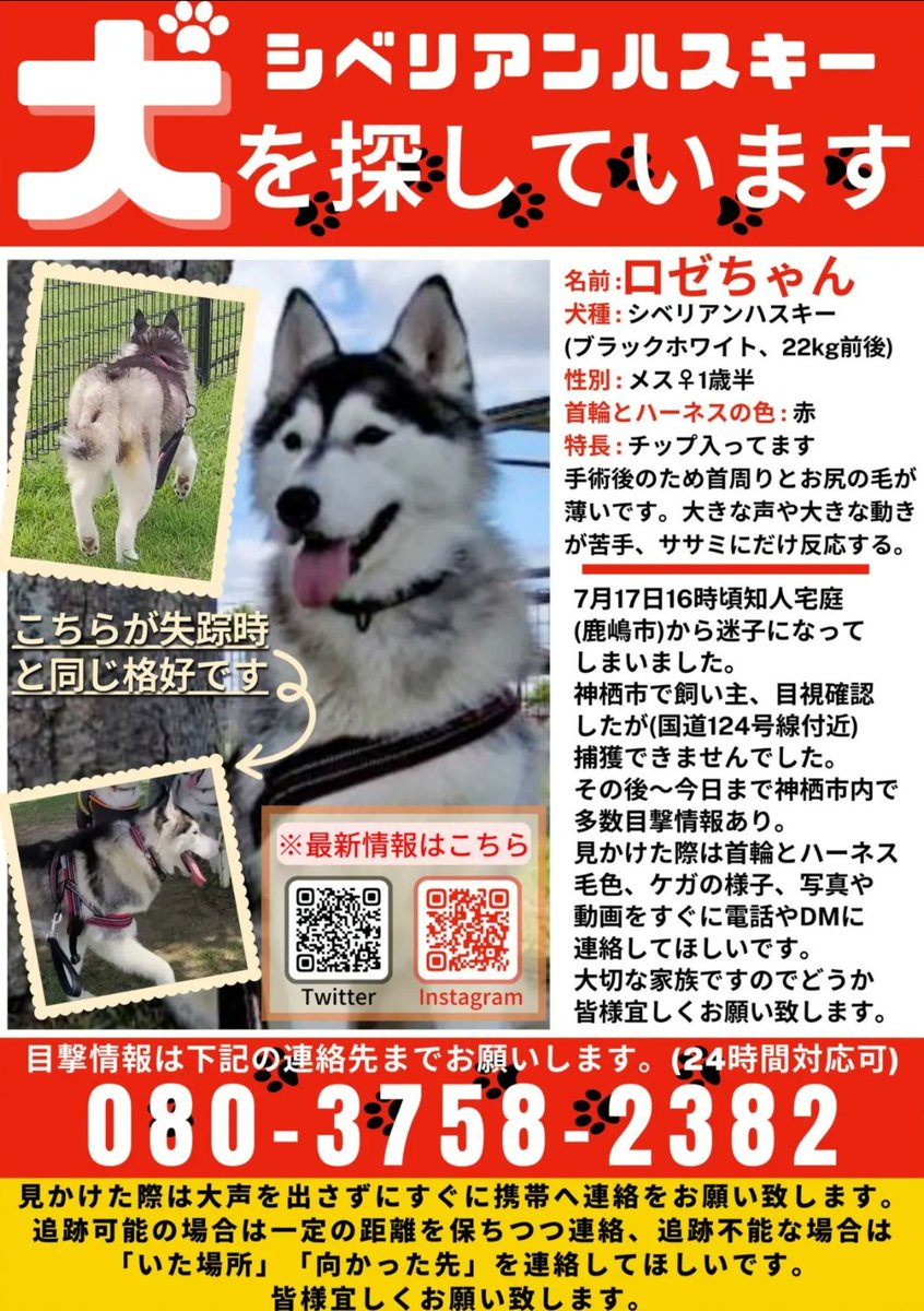 ロゼまま@迷子犬捜索中/茨城県神栖市 (@rosemama703) / Posts / X