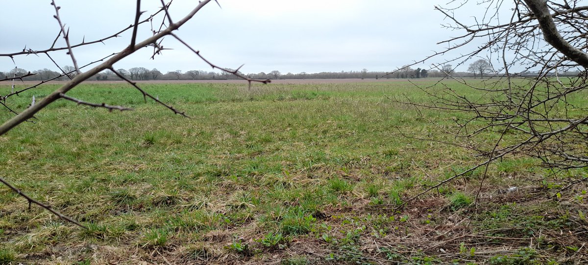 Apricot_Fruit's tweet image. Been a while since I was out and about much, but finally managed a walk today despite the greyness #WeekendWalk #StayingLocal