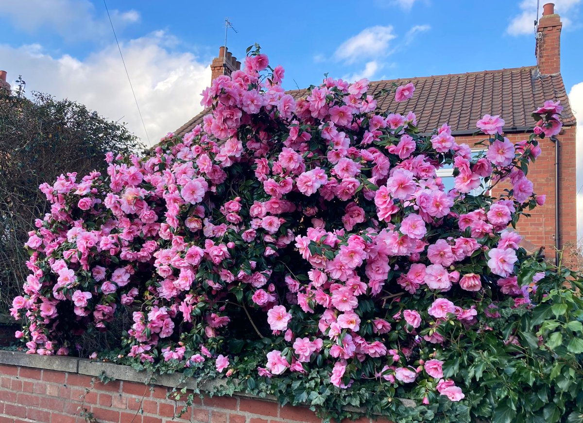 I had a wonderful day with family yesterday. Came across this beautiful Camellia tree on our walk. Have a lovely day everyone. Lots of smiles ☺️ #camellia #flower #FlowerHunting 🌸🩷