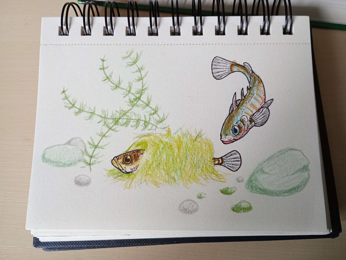 Should use the colored pencils more
Three-spined stickleback for this weeks #sundayfishsketch , because I admire nestbuilding fish and this particular one was very present in my baseschool life