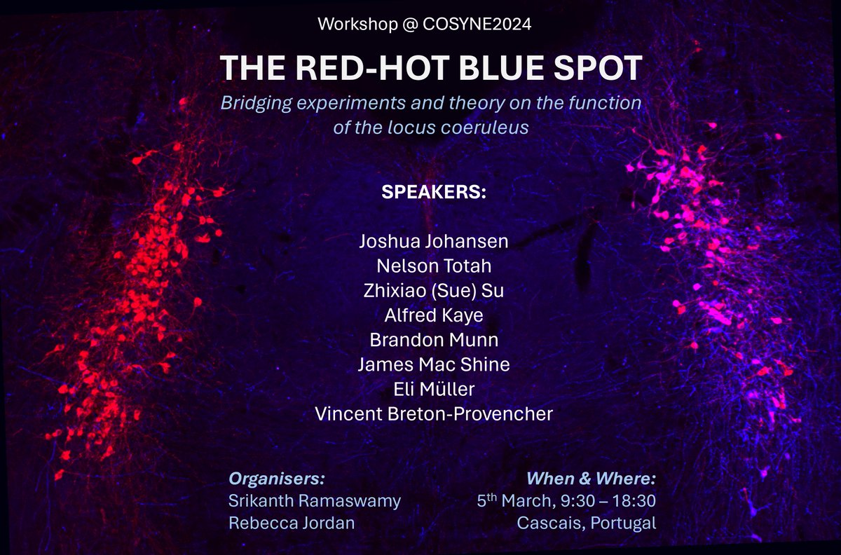 Rebecca Jordan (@beckyjordan321) on Twitter photo Calling all interested in neuromodulation! <a href="/srikipedia/">Srikanth Ramaswamy</a> and I have the Cosyne 2024 workshop for you, focusing on the locus coeruleus. With a fantastic line-up of speakers: Calling all interested in neuromodulation! <a href="/srikipedia/">Srikanth Ramaswamy</a> and I have the Cosyne 2024 workshop for you, focusing on the locus coeruleus. With a fantastic line-up of speakers: