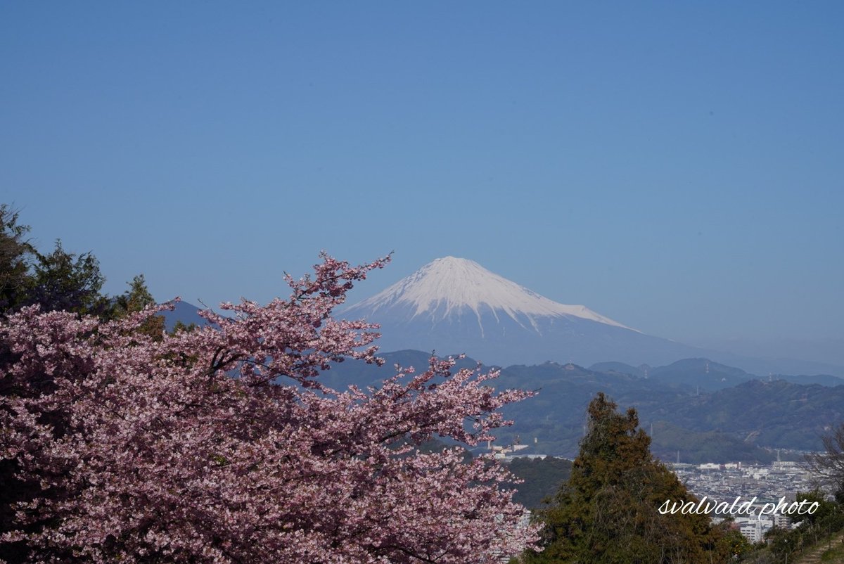 先日満開の河津桜と富士山の構図が撮影できる静岡市内の場所に行きました。桜と富士山は最高の組み合わせですね。
#富士山　#河津桜