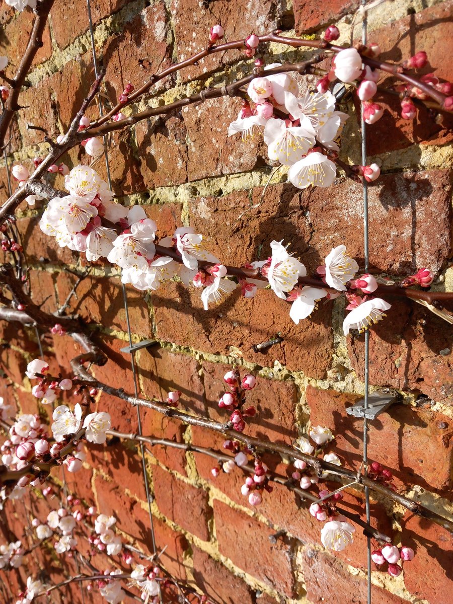 Apricot ' Moorpark' hopefully not trashed by the weekends frost. With luck fruits late July.