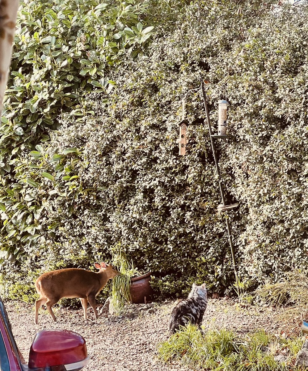 Vince 😸 & the 🦌 face off in the garden 🪴 this morning 😅