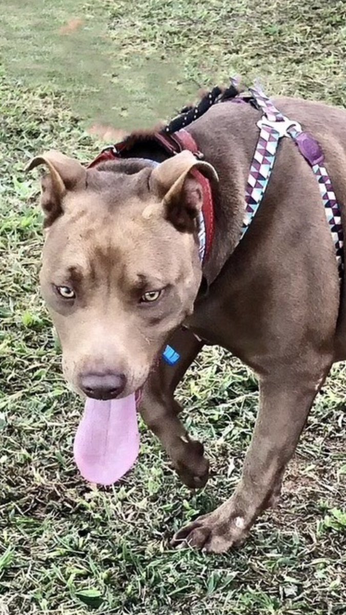 Kiara, pitbull, disponível para adoção responsável pra quem ama a raça. Porte médio, 2 anos, castrada e vacinada. Contato pelo WhatsApp 11976844618, Juliana, ZL, São Paulo.