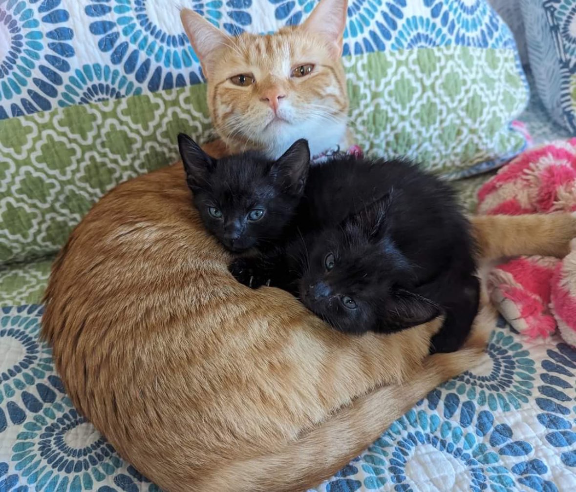 there’s 3 cats here