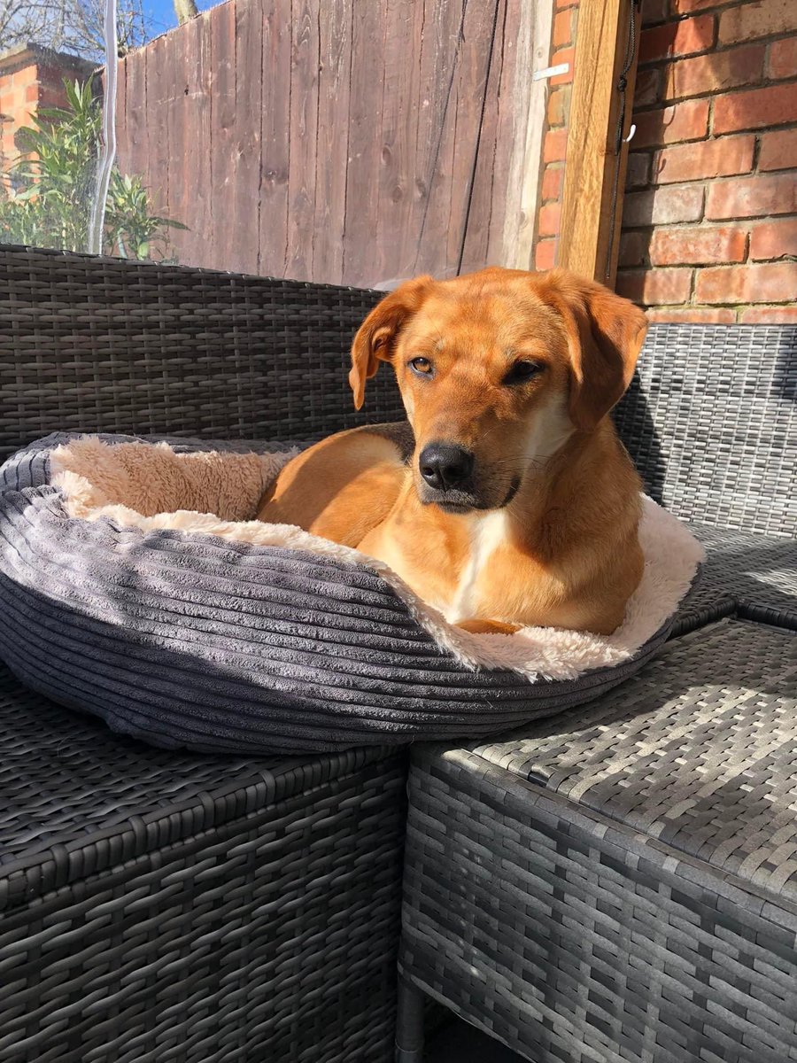 GillyMeeky's tweet photo. Brandy loves the sun. I think she is loving being with her family. She's been happily adopted for a little while now. ❤️❤️❤️ https://t.co/veZ8t1TJC8