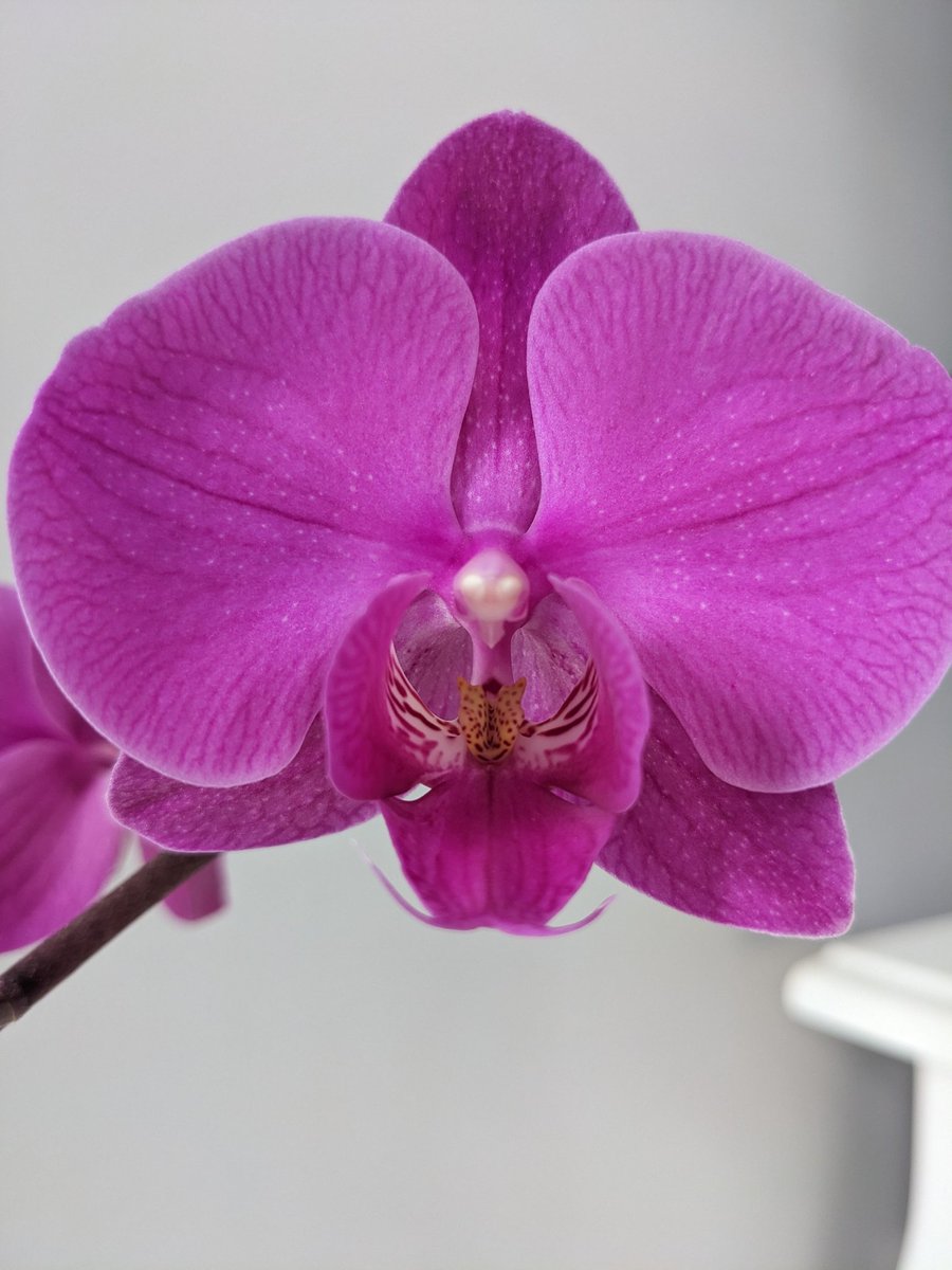 Pallenium's tweet image. 4th year in a row we bloomin&apos;