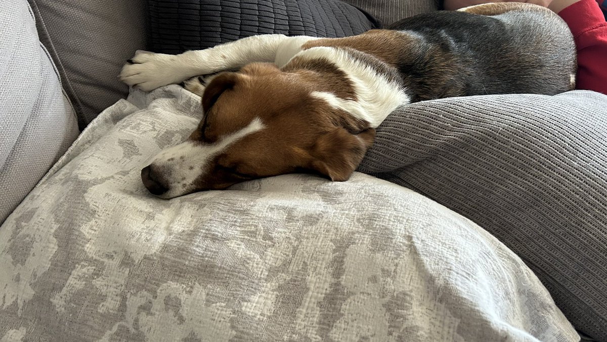 Love Sunday naps with Mom! Every thing is my bed!