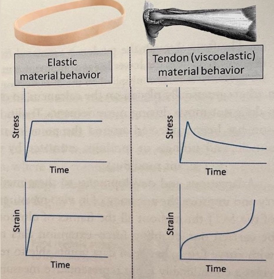 Do an isometric for an elastic material and nothing special happens.

Do an isometric for something viscoelastic (tendon) and over time, the material adjusts and rearranges its structure so that stress slowly decreases (stress relaxation) and strain slowly increases (creep).