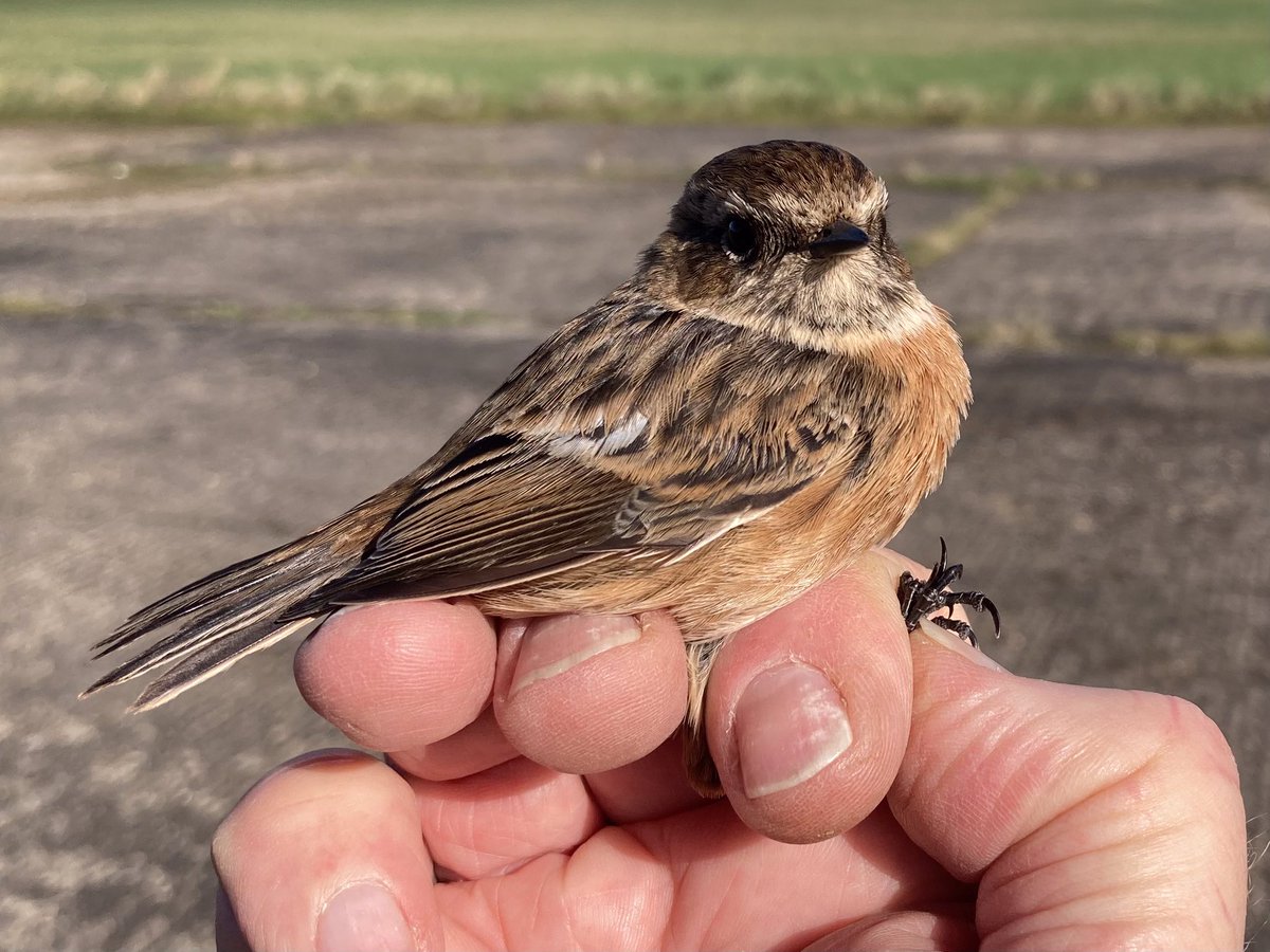 Stonechat Clear Out - good weather last night saw all of yesterday’s 16 Stonechats move on. Hopefully more will appear in the next few days; last year new birds were arriving until mid-March. A total of 15 ringed this month. @MickgCunningham @BeidaiheBirder @c4hub @Lufbrabirder