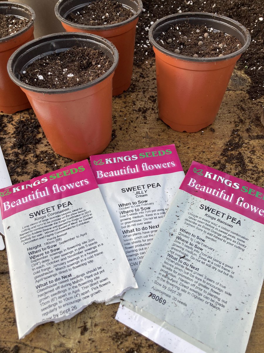 Spent a happy hour in the greenhouse sowing sweet peas. I sow 10 seeds to a 9cm pot and cover them with around 1.5cm of compost and then water. In the greenhouse they should be through in a couple of weeks. <a href="/KingsSeeds_UK/">Kings Seeds</a> 
#sweetpeas #gardening