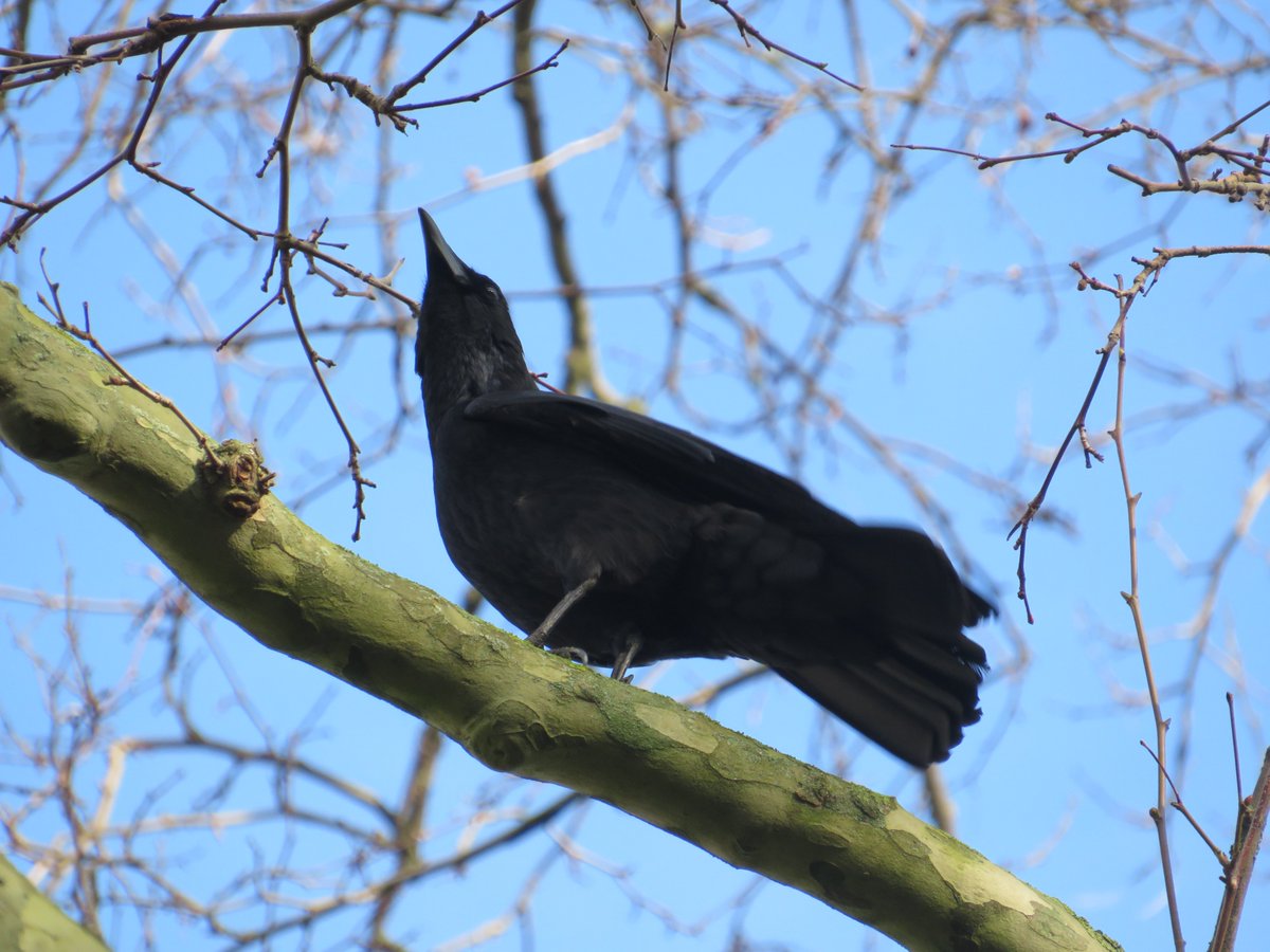 Oh crow!🥰 #londonbirds #BirdsSeenIn2024 #crows #LoveParks #ProtectParks #DefendNature