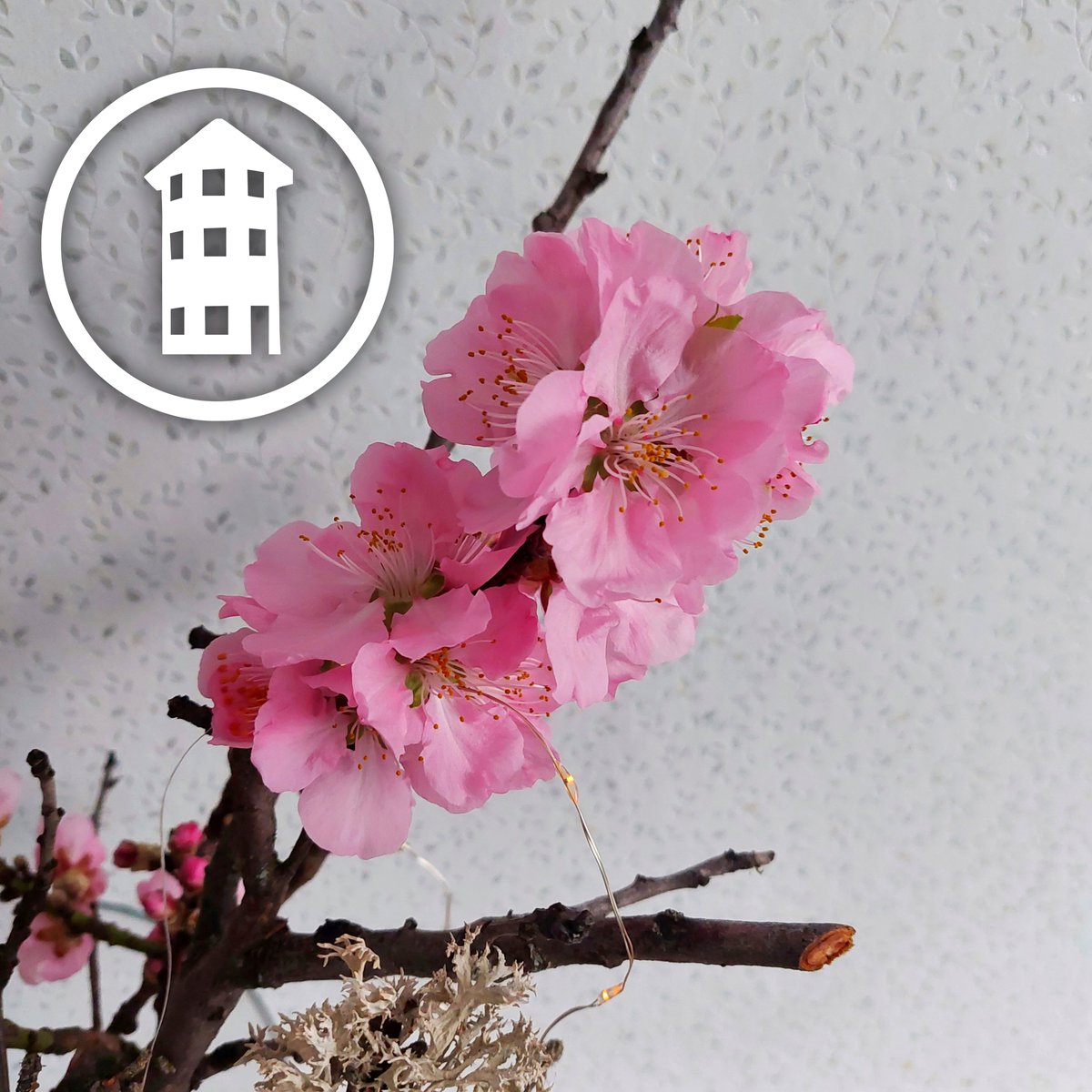#Frühlingsgefühle in der #Küche!!! 🌸 Unsere #Mandelblütepflanze zeigt ihre ganze Pracht. 😍😊 #ViaEberle #Vinothek #Pension #Gästezimmer #Grünstadt #RheinlandPfalz #Pfalz #Deutschland #Germany #Mandel #Mandelblüte #Mandelblüten #Mandelblume #Mandelblumen #Frühling #Spring