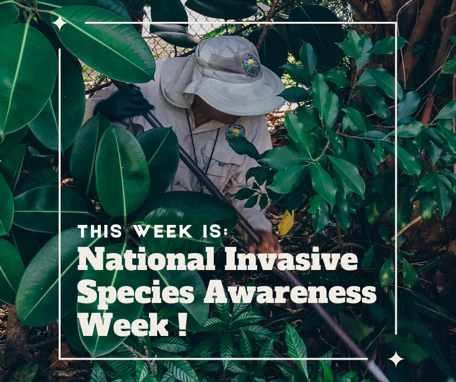 This week, FDACS-DPI is commemorating National Invasive Species Awareness Week! In this picture, you can see one of our inspectors conducting a survey for giant African land snail or #GALS, an invasive pest that attacks more than 500 plant species and damages structures.