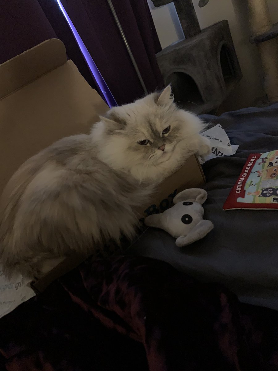 rartini1's tweet photo. @KitNipBox Crystal wants me to ask if you can make your boxes just a smidge bigger? lol https://t.co/wXPdHod1f9
