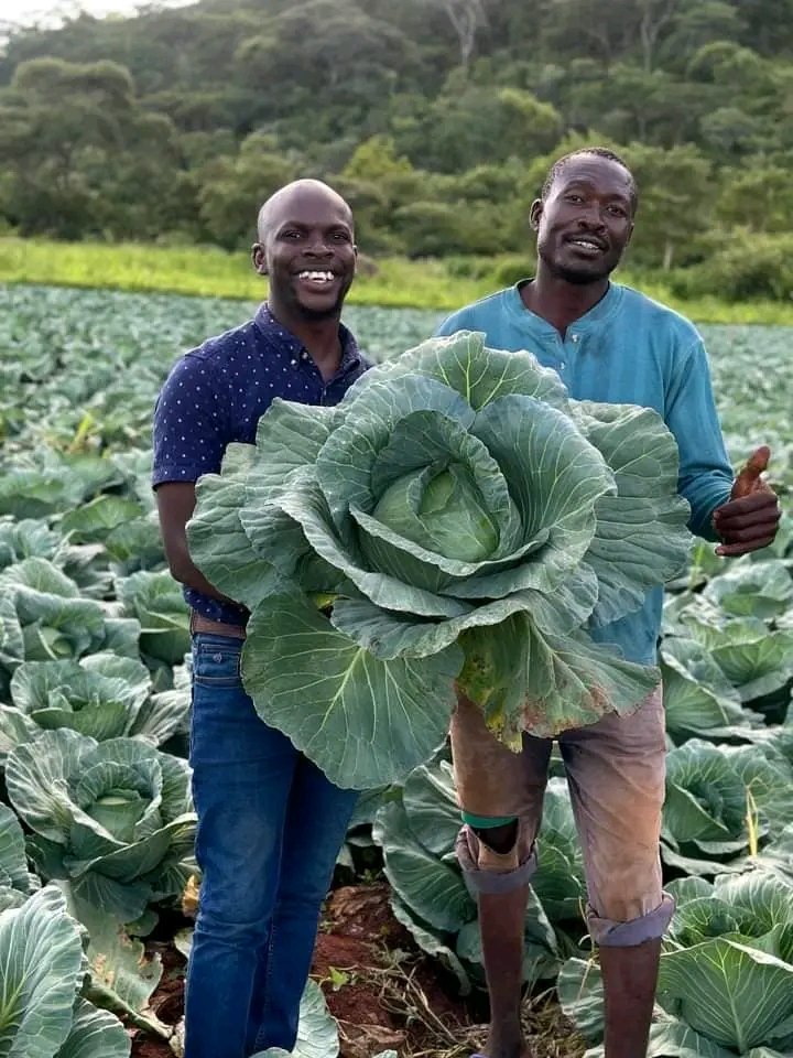 There are lot's of natural fertilizers that can give your plants a boost. Here are a few examples:

1. Compost: Made from organic materials like kitchen scraps, yard waste, and leaves, compost is a nutrient-rich fertilizer that improves soil health.

-Thread-