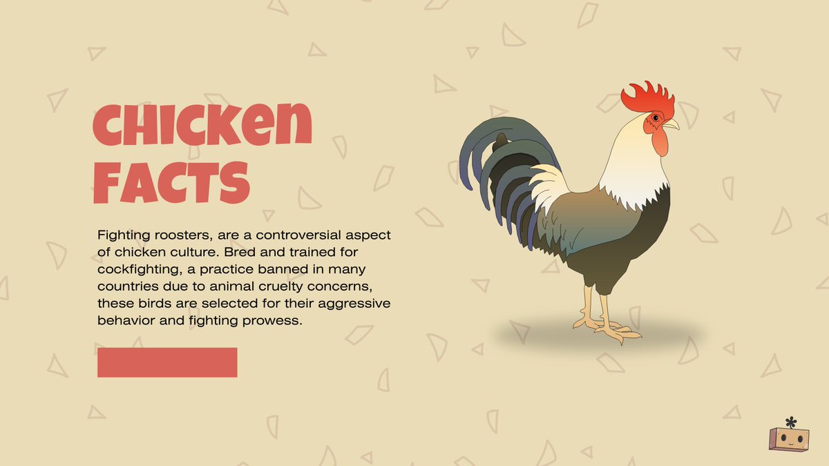CzChicken's tweet photo. ❓Did you know that there are roosters bred specifically for cockfighting? 

💢It is a bloodsport that involves two roosters fighting each other until one is incapacitated or killed. 

🐓These birds are selected for their aggressive nature, strength, and endurance. A lot of care is put into these roosters to give them the most advantages possible on fight day. 

👨‍🌾Locals often bet on these fights, which is illegal in most countries due to it being considered animal cruelty.