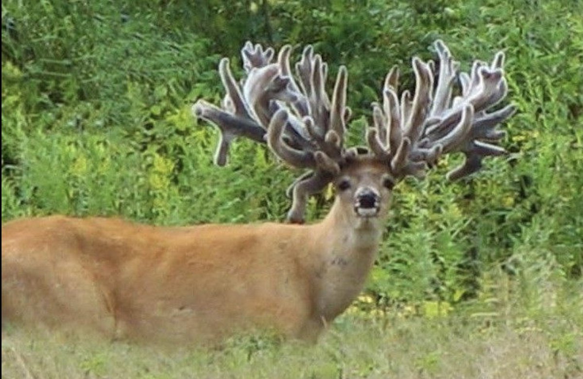 blueberrydurr's tweet photo. Hey! My eyes are down HERE 🙄

...the curse of having a huge rack 😔 https://t.co/5PB321oBH4