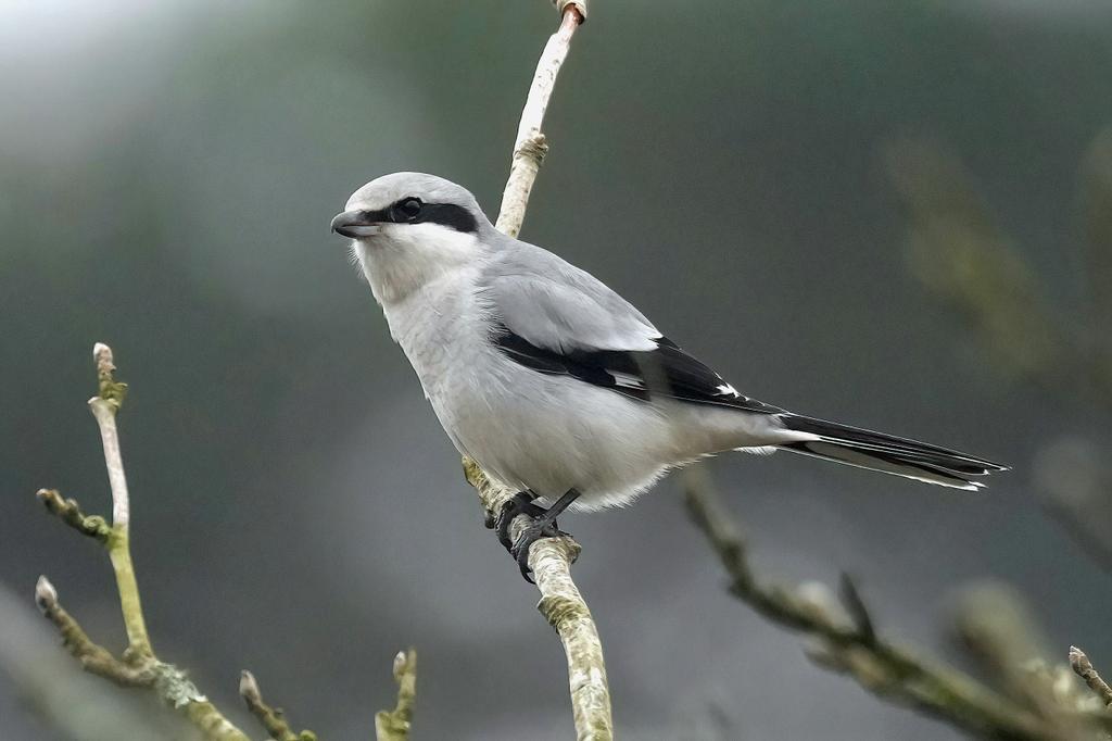 Great Grey Shrike at Black Down this morning after the fog cleared. Showed well. After 6 or 7 searches in the last fortnight it was nice to finally find this elusive bird which has been mobile over a large area. @SussexOrnitholo @SussexBirding @BirdGuides @RareBirdAlertUK