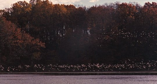 TheCinesthetic's tweet photo. dead poets society (1989) dir. peter weir https://t.co/07NiwZ7qcn