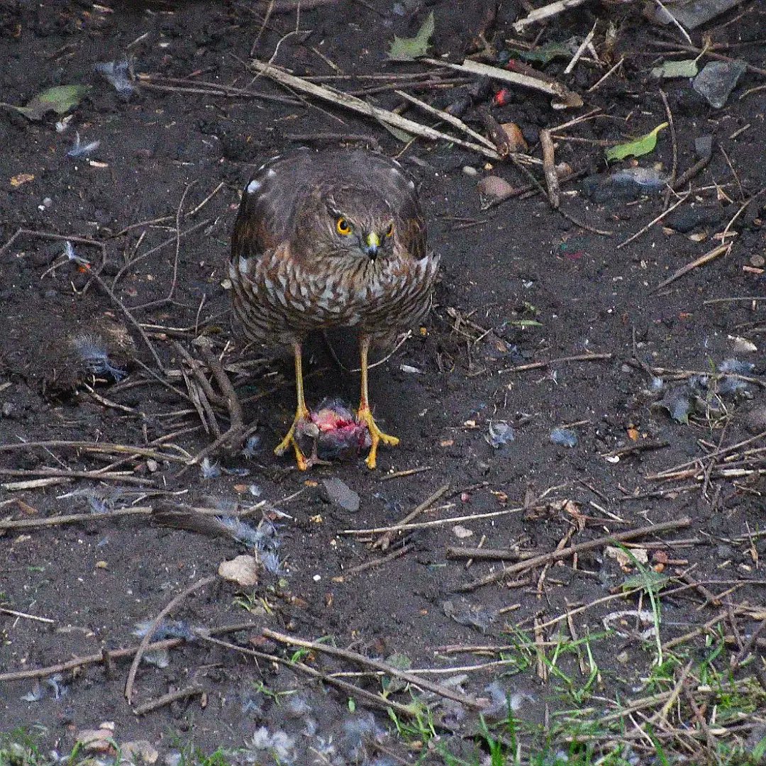 I have never seen a sparrowhawk with prey in my garden. 😮 I feel very privileged to have seen this. Note: The prey was a sparrow of which I have a healthy population and I get fledglings every year. #tooting #sparrowhawk