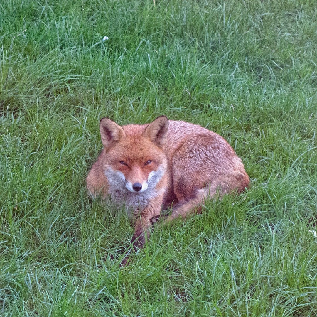Another garden visitor from last week. This fox is a regular visitor and often just chills out like this. #fox #tooting