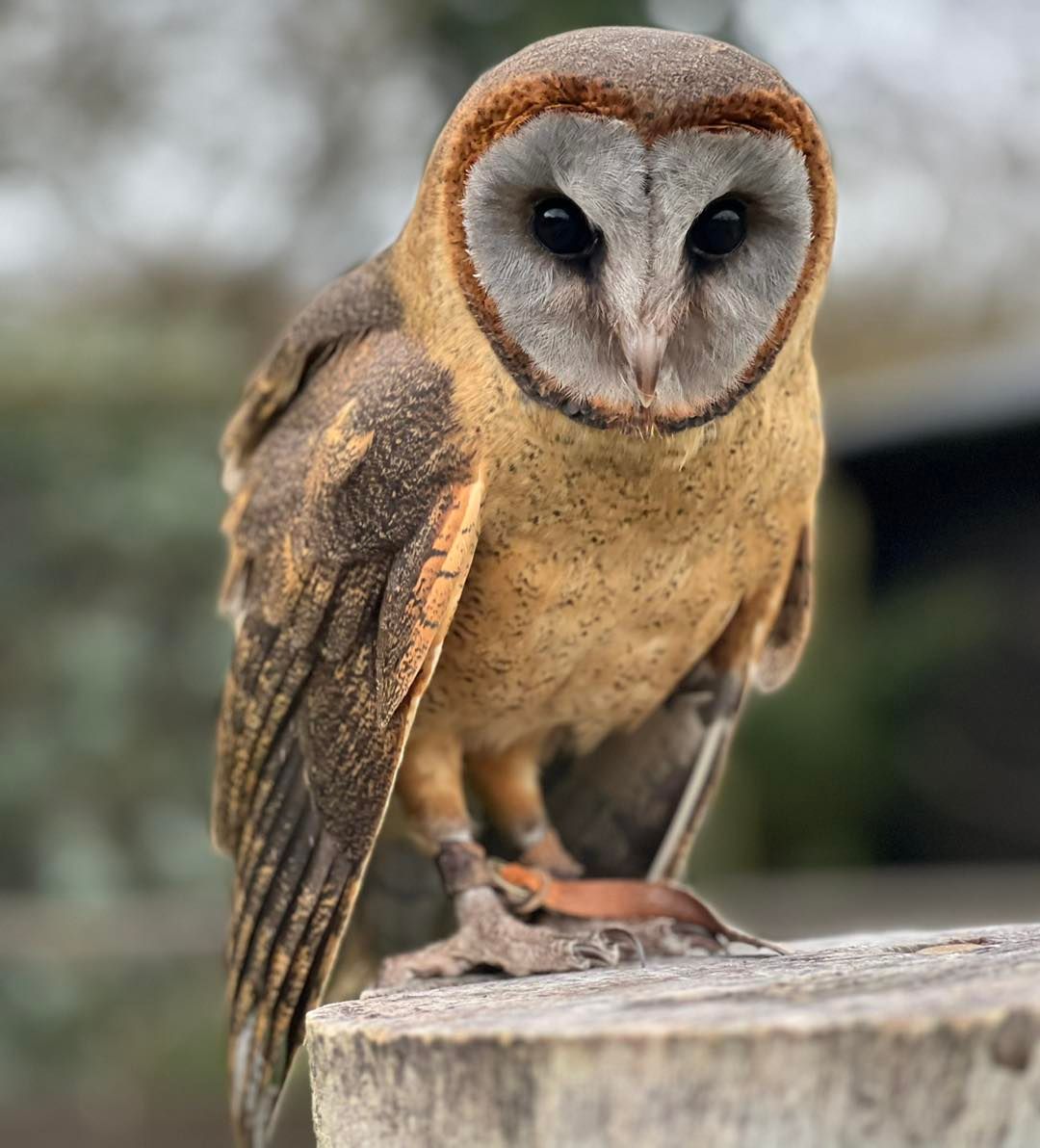 Fact of the week 📖 Barn Owls are a whole family, consisting of around 20 species! Found nearly everywhere on the planet, they come in all different shapes and sizes. Pictured is Angel, a cheeky Ashy-faced Barn Owl (Tyto glaucops), native to the Caribbean. #sanctuary #barnowl