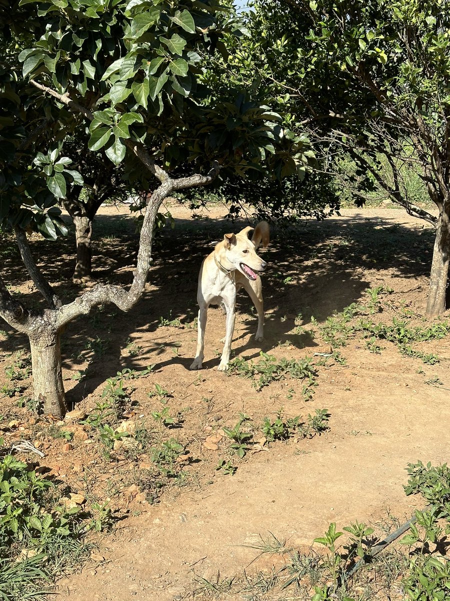ayudemosapluto's tweet photo. Blessed Sunday ๐ Here are two of my loves ๐ #ZeusAP and #SnowAP stop by to report on our current situation. For food (missing $882.72) and for veterinary debt (missing $64). Remember that everything adds up, nothing is too little for us ๐ซถ๐ป https://t.co/4QbgOXGFdf https://t.co/QFxOtmfS0H