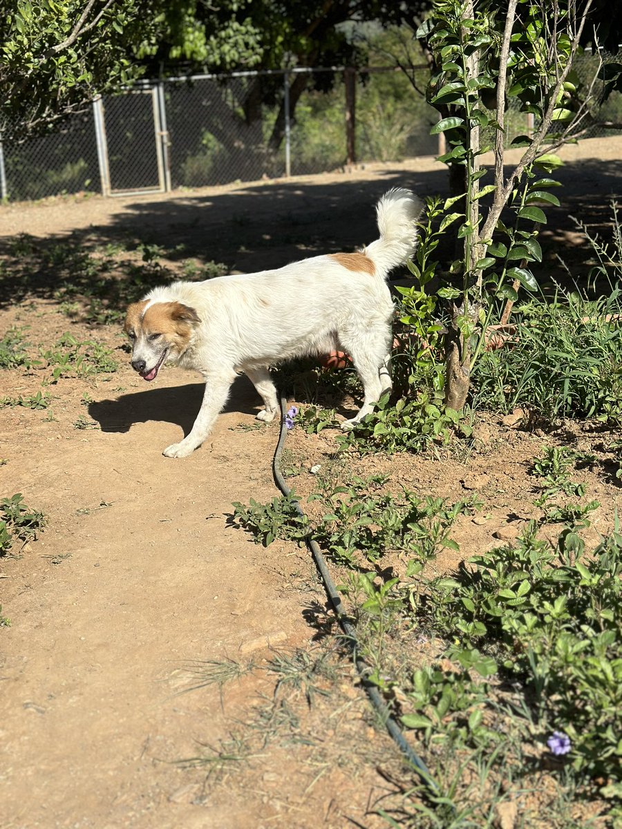 ayudemosapluto's tweet photo. Blessed Sunday ๐ Here are two of my loves ๐ #ZeusAP and #SnowAP stop by to report on our current situation. For food (missing $882.72) and for veterinary debt (missing $64). Remember that everything adds up, nothing is too little for us ๐ซถ๐ป https://t.co/4QbgOXGFdf https://t.co/QFxOtmfS0H