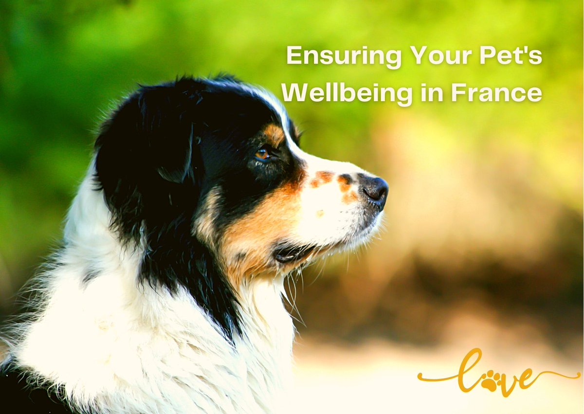 MYFRENCHHOUSE's tweet image. Ensuring your Pet's Wellbeing - our comprehensive guide for responsible owners of Cats and Dogs in France. my-french-house.com/blog/article/7…  Thank you, Beth @fatdogsfrance, for the image.  #PetsinFrance #PetInsurance #FrenchInsurance
