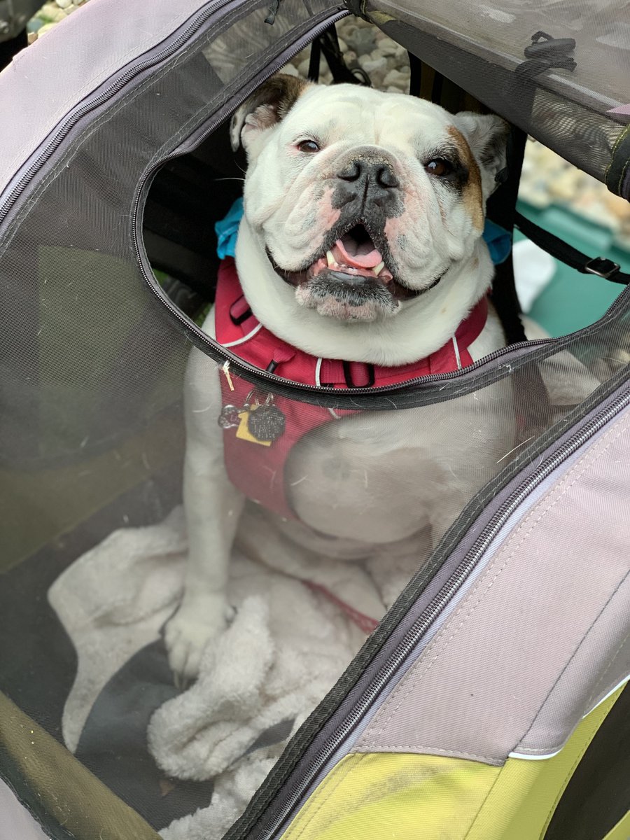 AKCHercules's tweet photo. In the video at #Bullybash2020 we have Ridley, Manny, Daisy Lu, Hercules, Baker, Lizzie, Margaux and Gizmo. Special time with special doggies that warm our hearts and give us a time to feel good. I feel grateful to been able to spend time with them and see them here on https://t.co/8kPJZFdbo2
