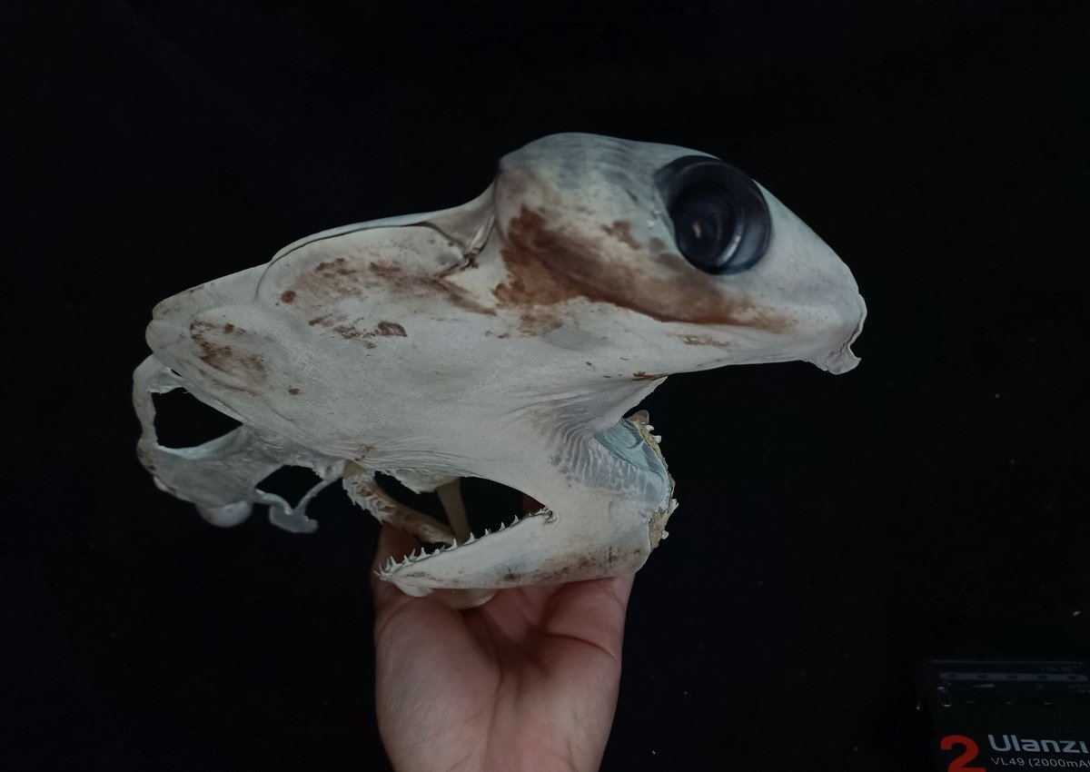 X.T Reptiles & Specimens Studio tweet media