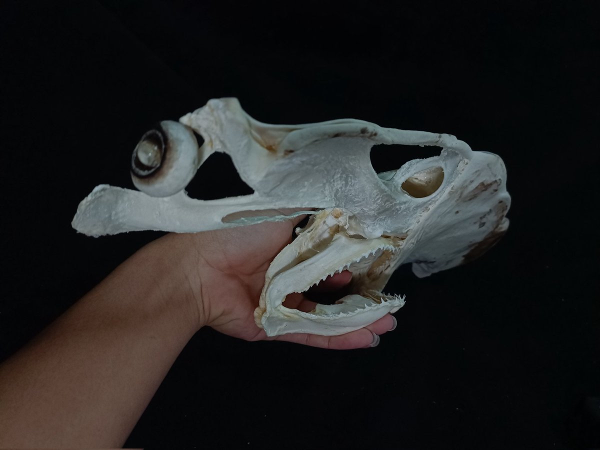 X.T Reptiles & Specimens Studio tweet media