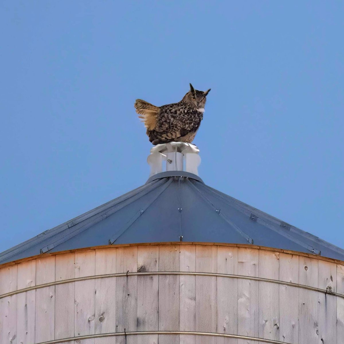 We will remember Flaco at the peak of his powers, on top of the world—an owl who inspired so many as he went from living in a tiny enclosure to owning the Manhattan skyline in less than a year. 🦉 ❤️