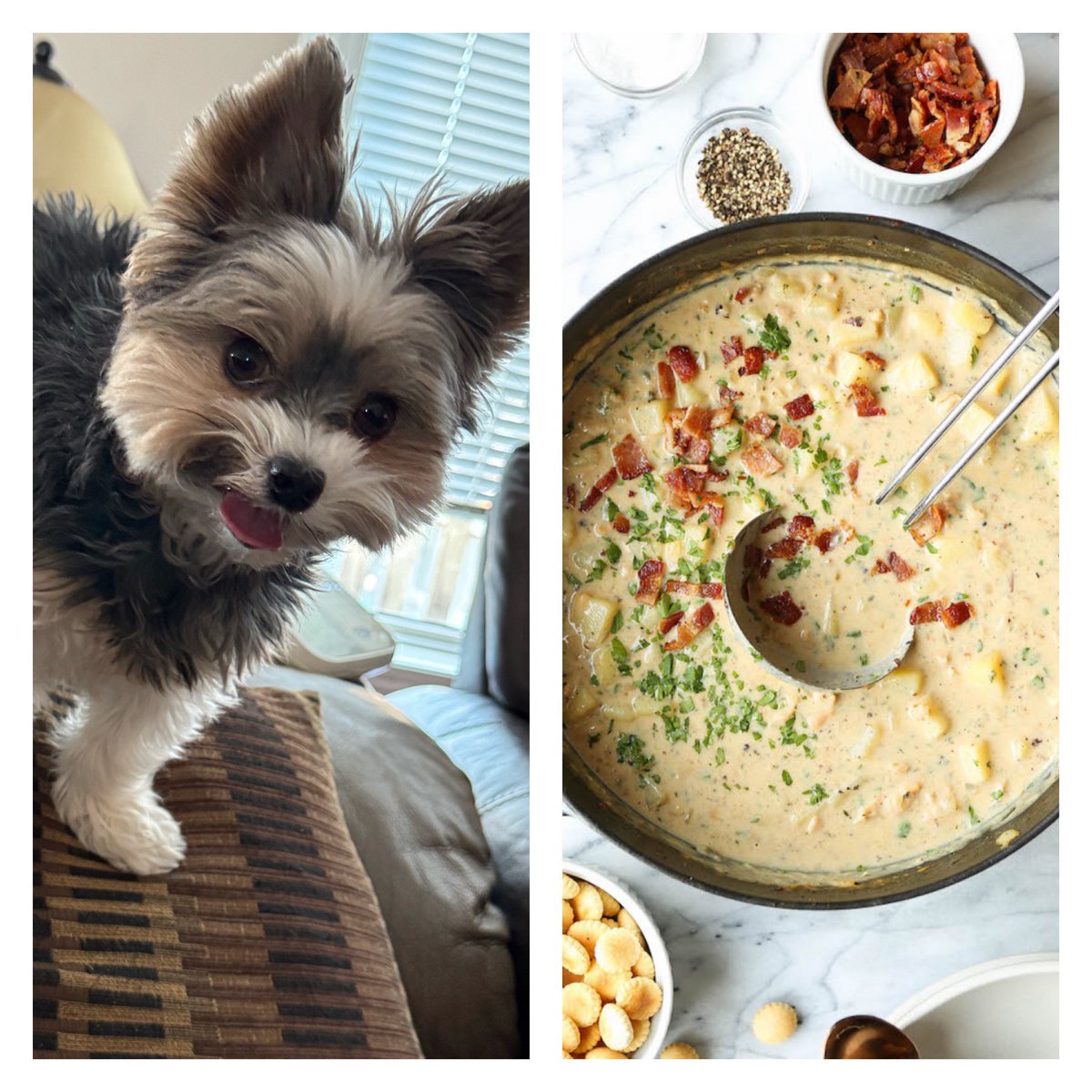 CoryJoy's tweet image. And today is National Clam Chowder Day yum 😋. Hope you manage to have a bowl 💙🫶🏼🐾😋love Gio #clamchowder