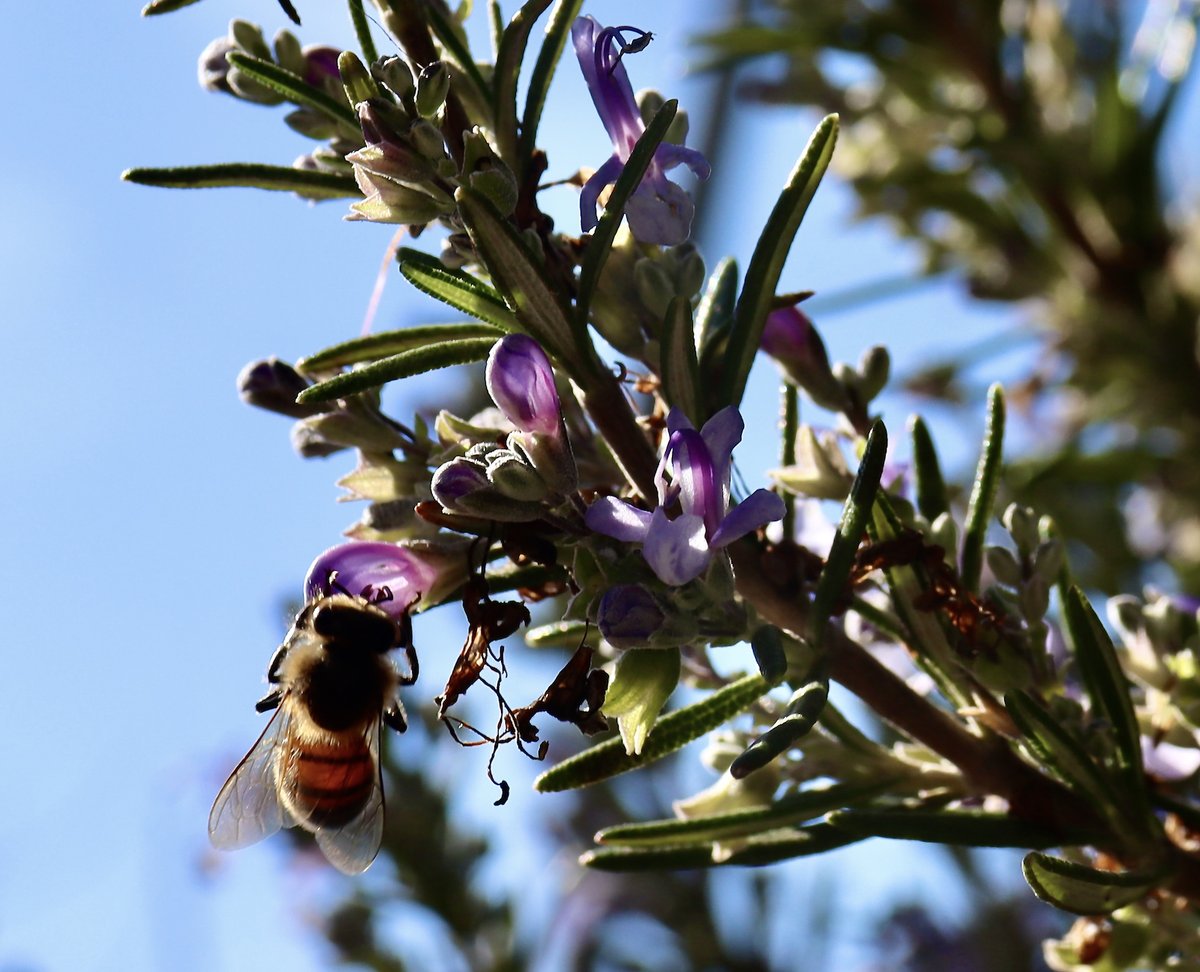 Pollinators arrived on my rosemary plant... 'When the public protests, confronted with some obvious evidence of damaging results of pesticide applications, it is fed little tranquilizing pills of half truth.' Rachel Carson - Silent Spring #nature #naturelovers #environment