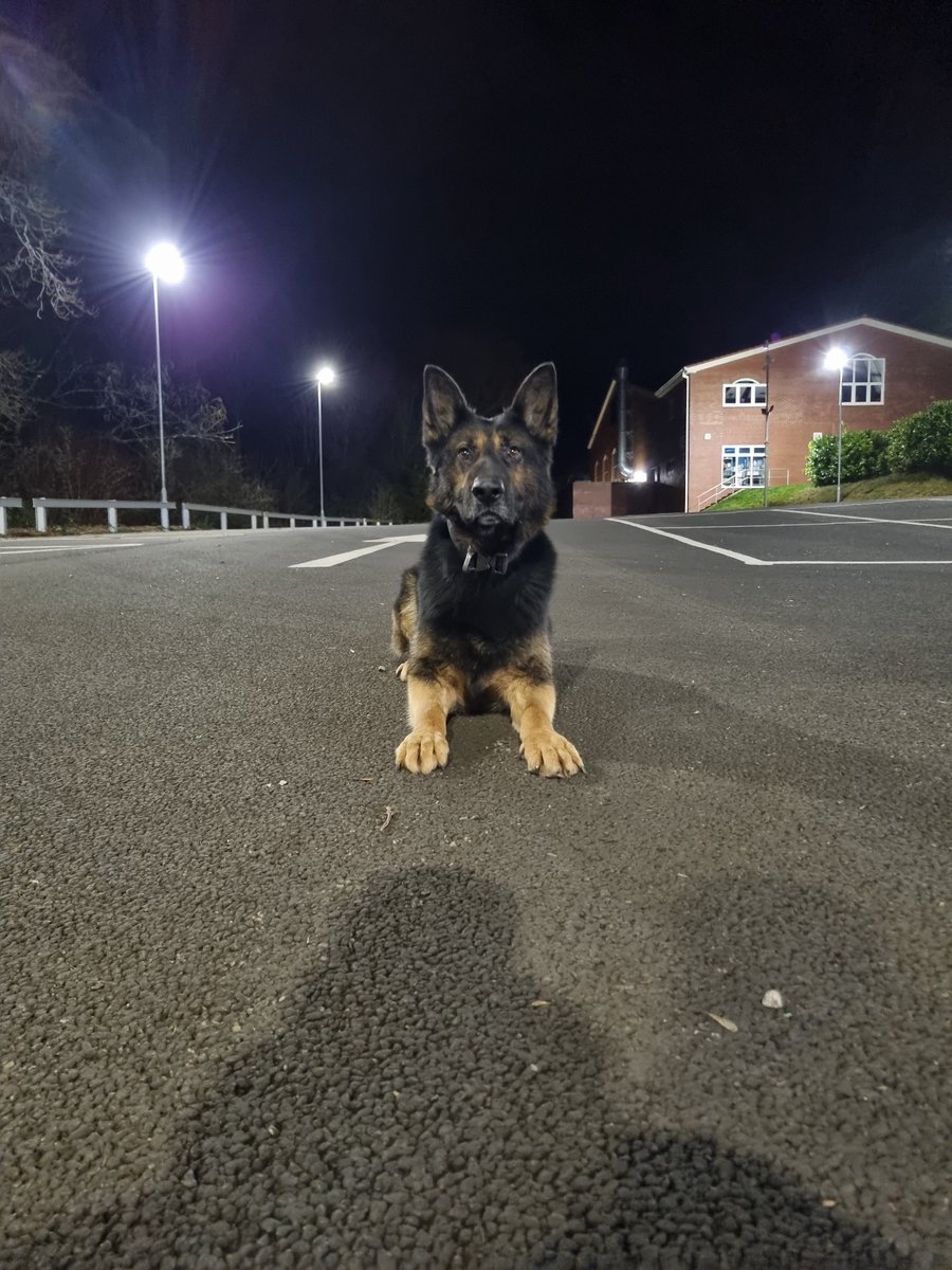 Dad 👮🐾 had a pursuit with a vehicle in the Newport area last night, which was abandoned and the occupants made off. PD Charlie deployed and tracked some distance to a male with the vehicle key in his pocket 🚙🔑 #TeamOF24 @WMPDogs @GwentandMore