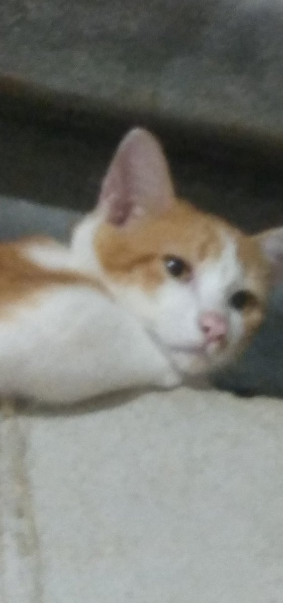 ถึงเวลาส่งคนเก่งกลับดาวแมวอีกแล้ว ขอให้เป็นเด็กดีเยอะๆเลยนะอี้ไม่ดื้อไม่ซน ได้นอนหลับเต็มอิ่มไม่ต้องกังวลว่าใครจะมาลังแกหนูอีกนะ พี่จะอยู่ให้ได้หนูจะได้ภูมิใจในตัวพี่เยอะๆ แล้วก็ใช้ชีวิตบนนั้นให้คุ้มเลยระพี่คืนอิสระให้แล้ว