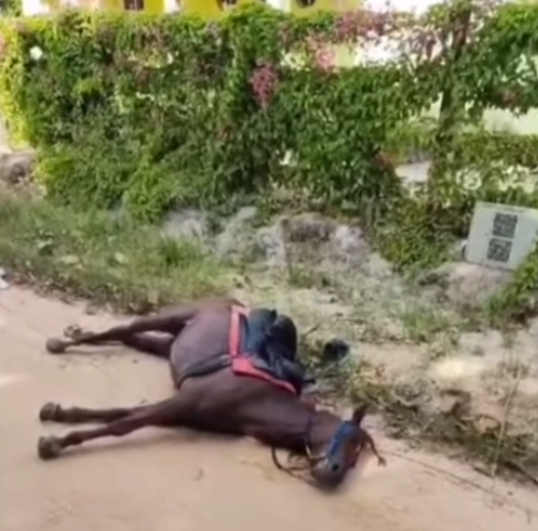 Na proximidade do Sítio Ilha do Lazer, por conta de um fio de alta tensão se soltou, um cavalo morreu e um menino teve que ser levado à UPA para receber tratamento médico. Moradores já fizeram denúncias à Enel sobre o fio solto do poste, mas a empresa nada fez.