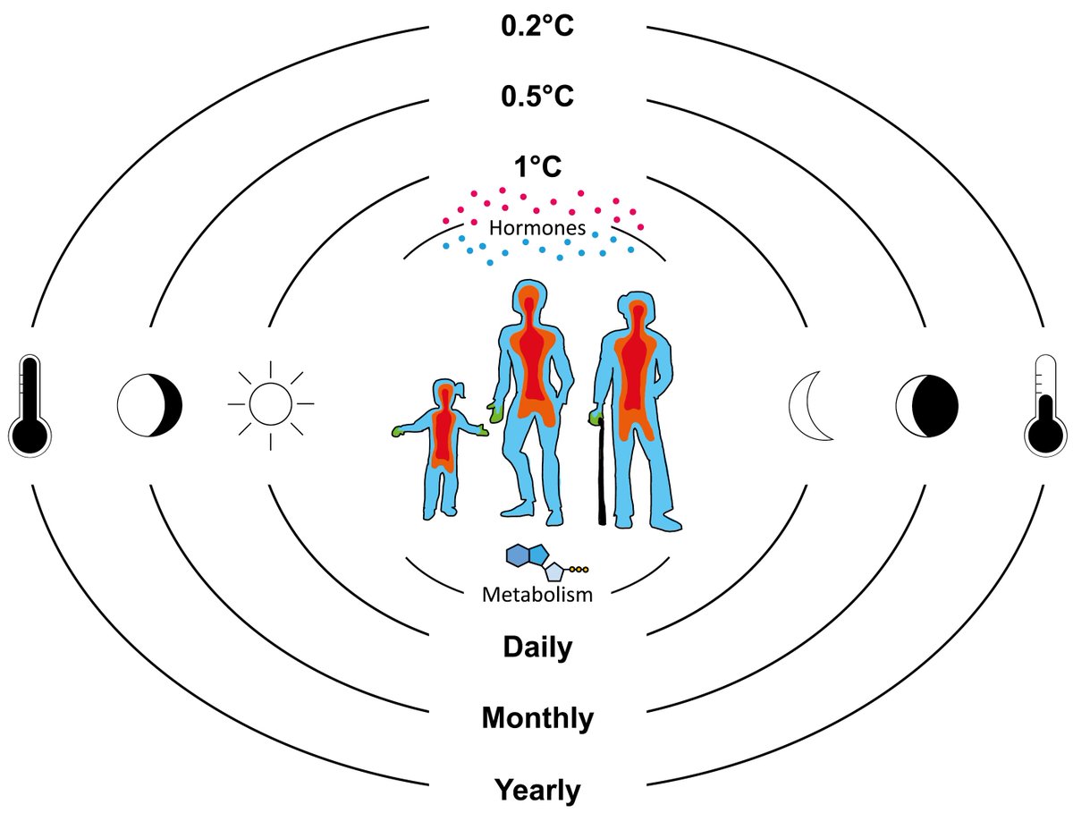 New review from the lab written by Elizabeth Maloney on impact of differential temperature (internal & external) on immune variation and subsequent risk of disease @ImmunoPasteur @institutpasteur @LabExMI