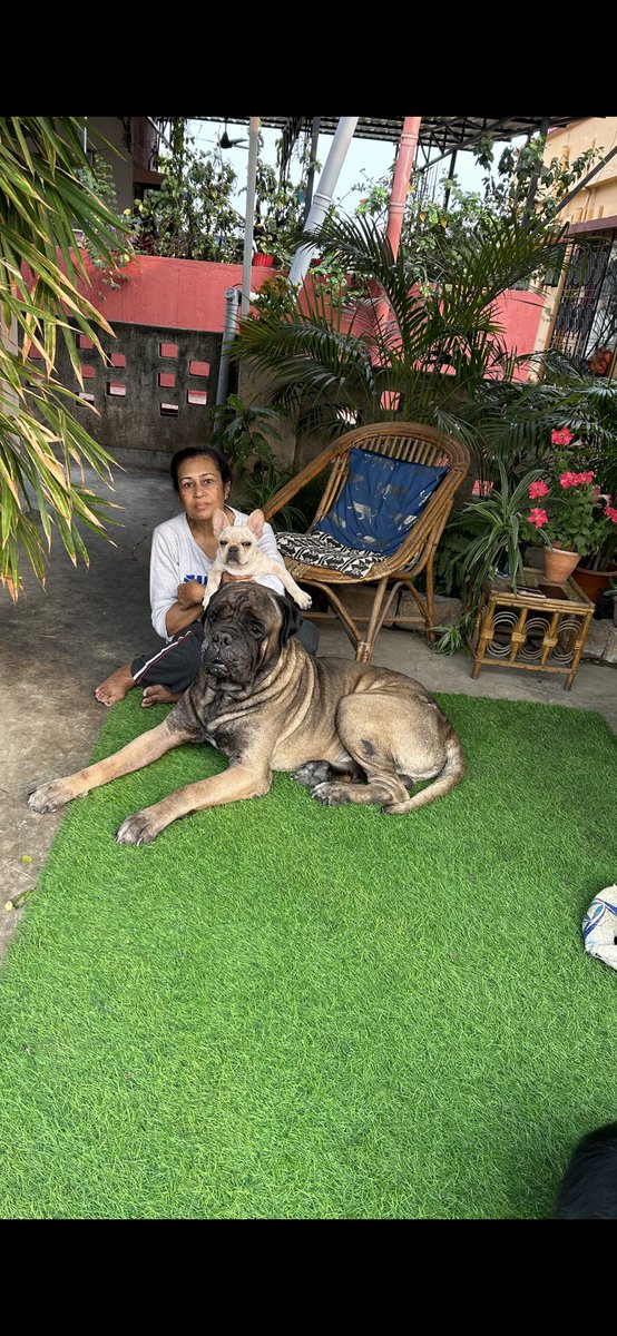 AninditaSinha09's tweet photo. #sunday  With #Tyson❤️❤️🤗🤗 and #Poshto❤️❤️🤗🤗 #bullmastiff #bullmastifflovers  #frenchbulldog #frenchielife #frenchiesociety https://t.co/Lh2UgkDXc3