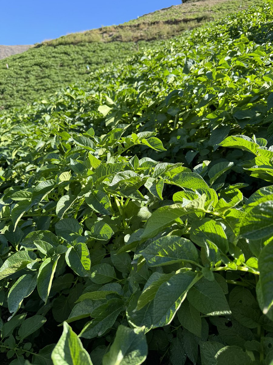rjrmtoros's tweet photo. Bolsa Agrícola de La Grita 25/02/2024 Papa Granola 46$, Papa única 39$, Cebolla a 18$, y Zanahoria a 50 mil COP en sacos de 60kilos a puerta de la fincas #tercosdelcampovzla #BolsaagricoladelaGrita https://t.co/mf0aKb8LKD