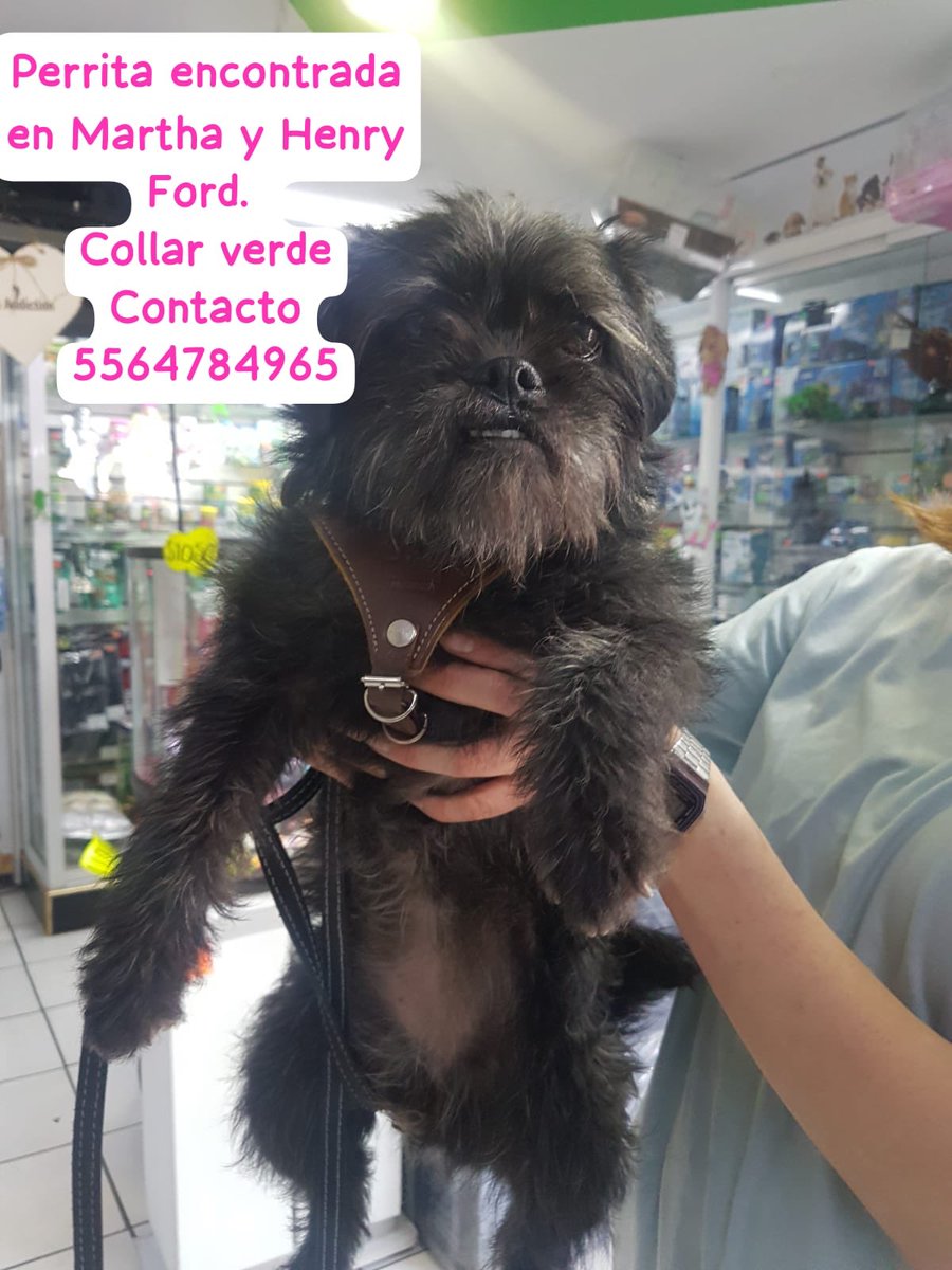 Perrita encontrada en GAM col Guadalupe Tepeyac, alguien la reconoce ? @MascotasSismo @Col_Gpe_Tepeyac @perrososmx @PerdiDogsMx @LinaM99385643 @acano52 @ProyectoSixPack @EstrellaColonia @Col_Industrial @CLindavista