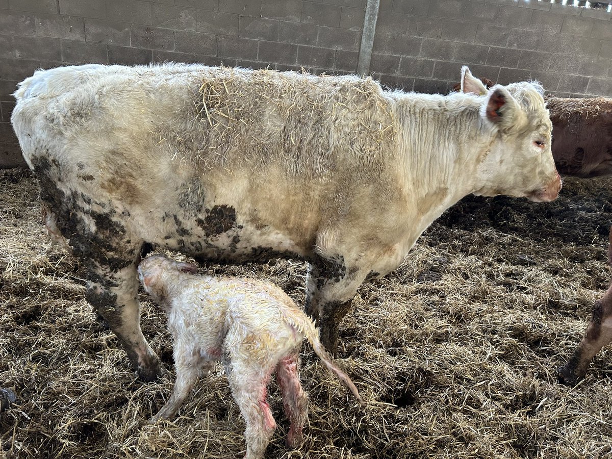 bbshorthorns's tweet photo. I’ve still not sorted out that bloody printer cartridge 🤦‍♂️😂#beefshorthorn https://t.co/caW8GE6F2p