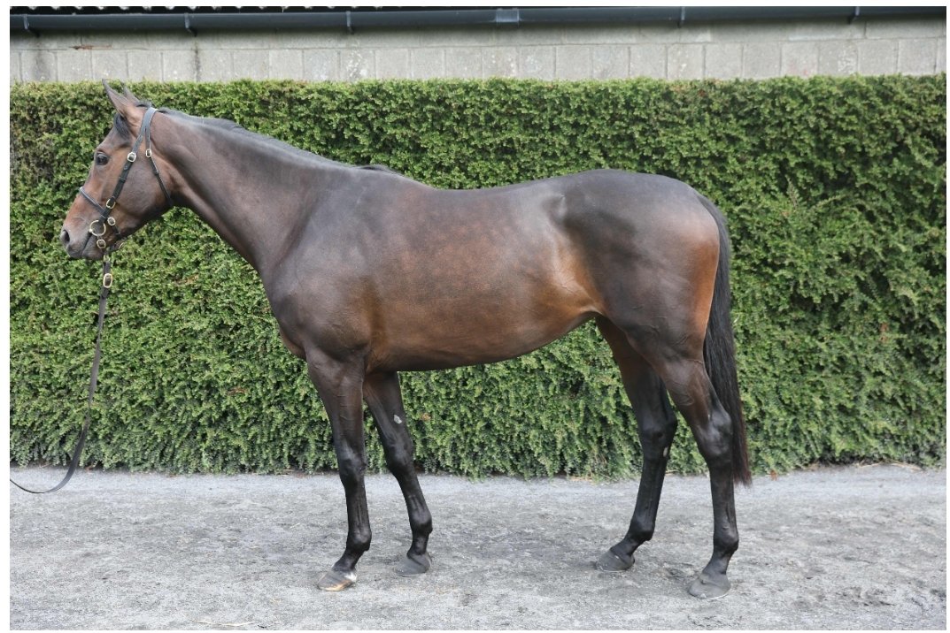 MAGIC BOUM.....backs up the hype and impresses on debut! 🚀🚀 Sold @Tattersalls_ie to @BaltimoreStable
#rathturtinstudgraduates congratulations to connections! 🥂🥂