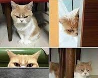 Harisgujjar97's tweet photo. @Whotfismick Whats wrong?
Women : nothing
But then she spends the whole day looking at you like this https://t.co/Z3rLeXNkmg