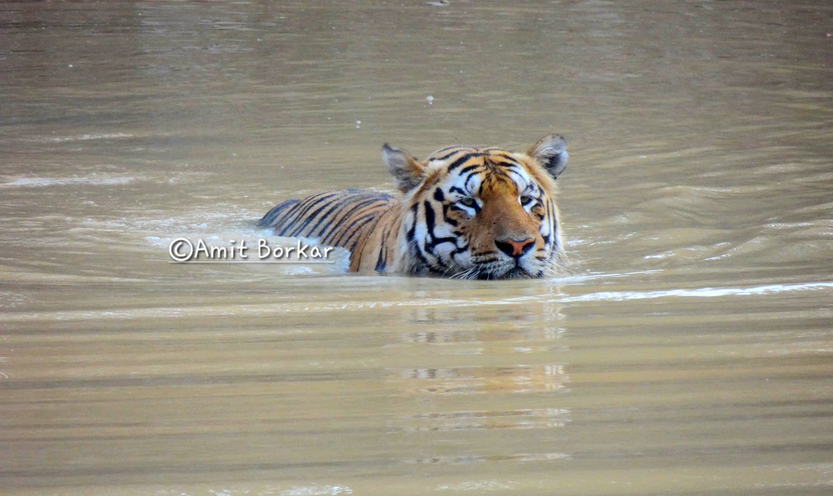amitborkarin's tweet photo. "Roaring Majesty: Witnessed the majestic Mogali Tiger in the wild at Tadoba Andhari Tiger Reserve! 🐅 
@mytadoba
#chandrapur
#WildlifeEncounters #TigerSightings #NatureIsAmazing https://t.co/aKoeDLCeGH